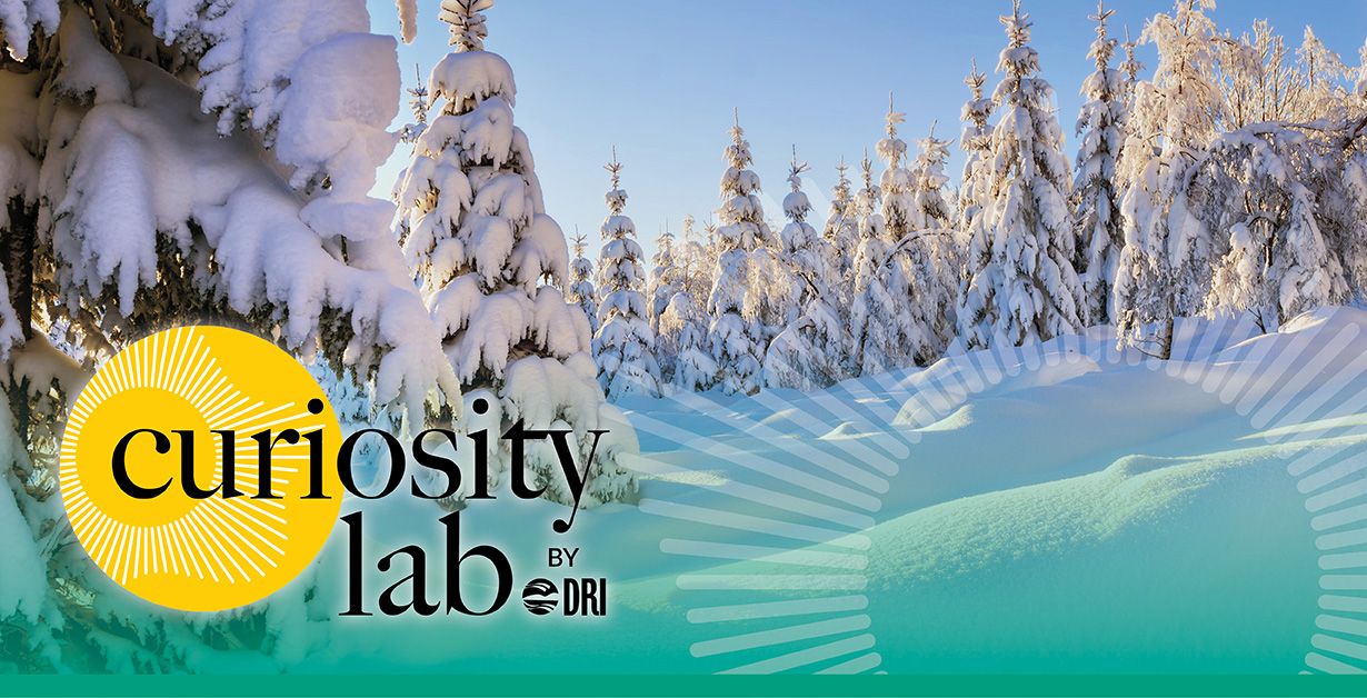 Curiosity Lab logo overtop of a winter scene of pine trees covered in snow.