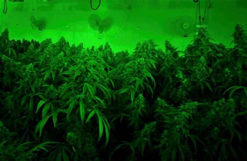 cannabis plants in a grow room