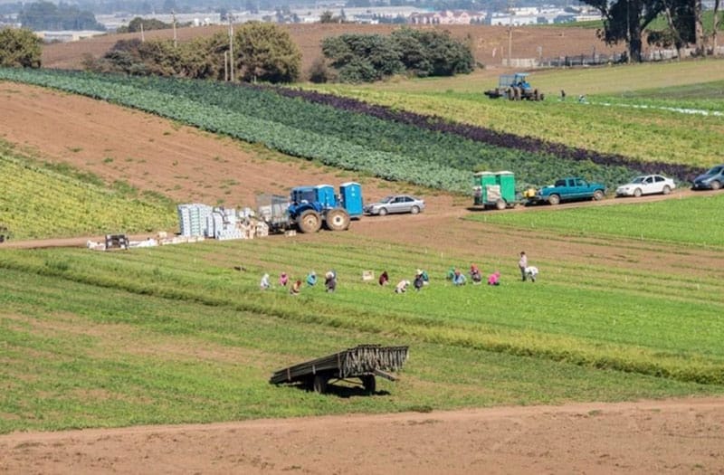farmers in the field working